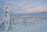Winter Wonderland Poster och Canvastavla
