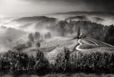 Wine road Poster och Canvastavla