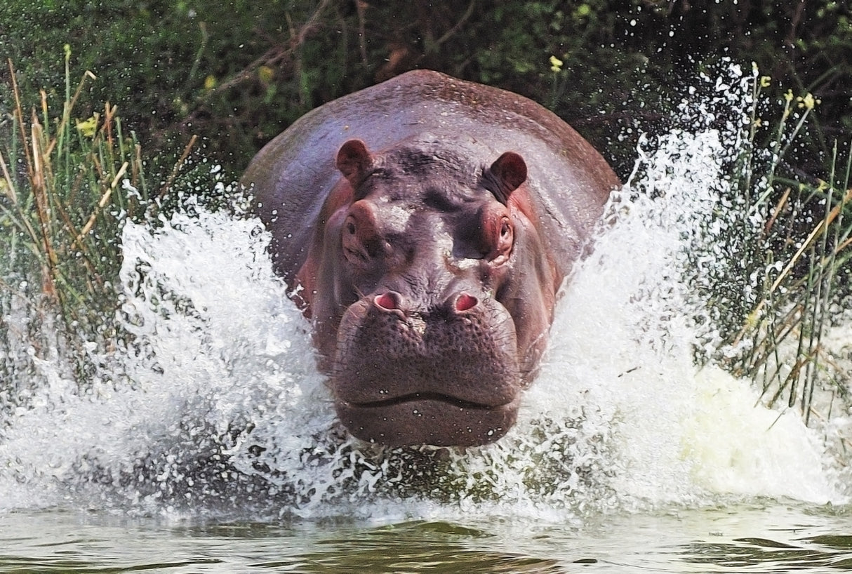 I'm Going To Get YOU !! Poster och Canvastavla
