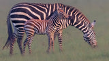 Baby Zebra Poster och Canvastavla