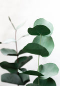 Eucalyptus 5 A1 Poster och Canvastavla