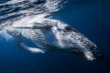 The Whale Poster och Canvastavla