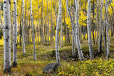 Autumn Birchs Poster och Canvastavla