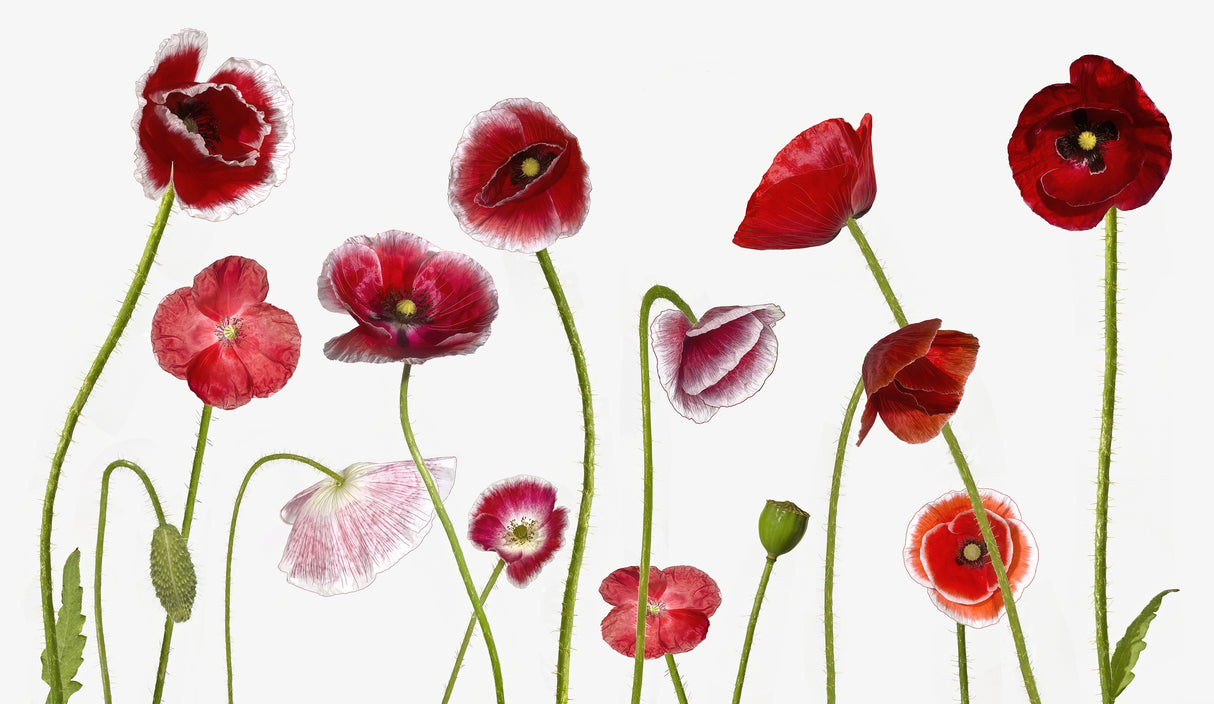 Poppy Family Poster och Canvastavla
