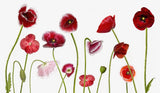Poppy Family Poster och Canvastavla