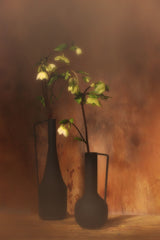 Hellebores Niger Poster och Canvastavla