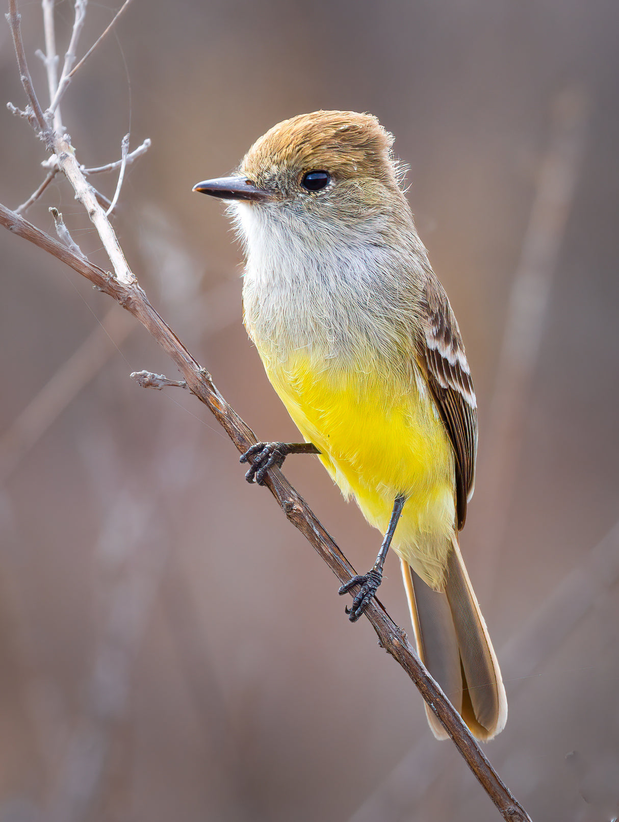 Galapagos Flycatcher Poster och Canvastavla