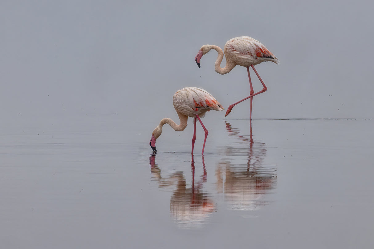 Flamingos Poster och Canvastavla
