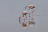 Flamingos Poster och Canvastavla