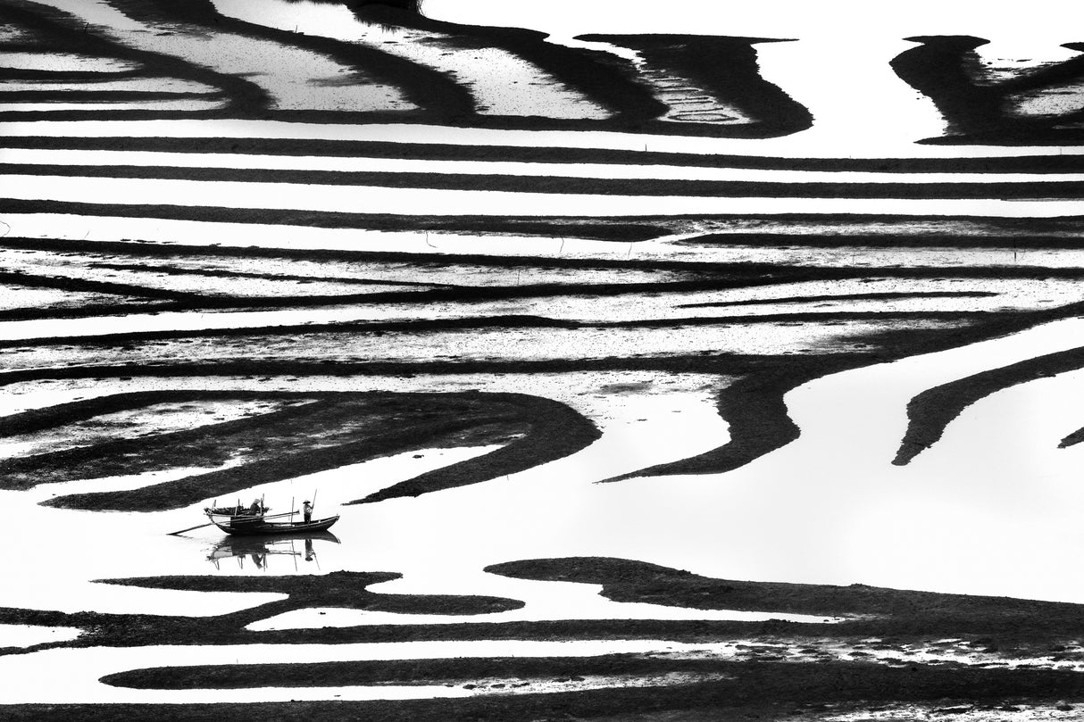 Cruising on a zebra Poster och Canvastavla