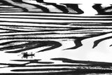 Cruising on a zebra Poster och Canvastavla