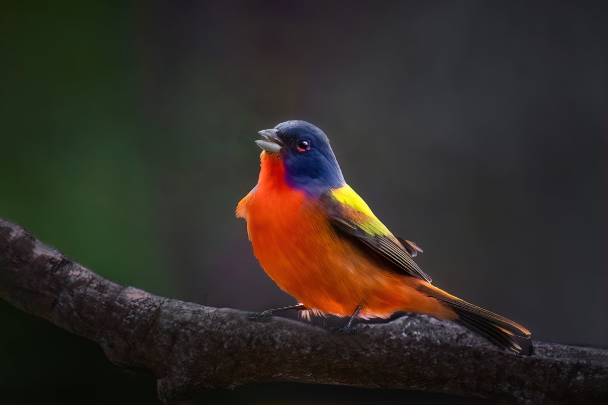 Painted Bunting Singing Poster och Canvastavla