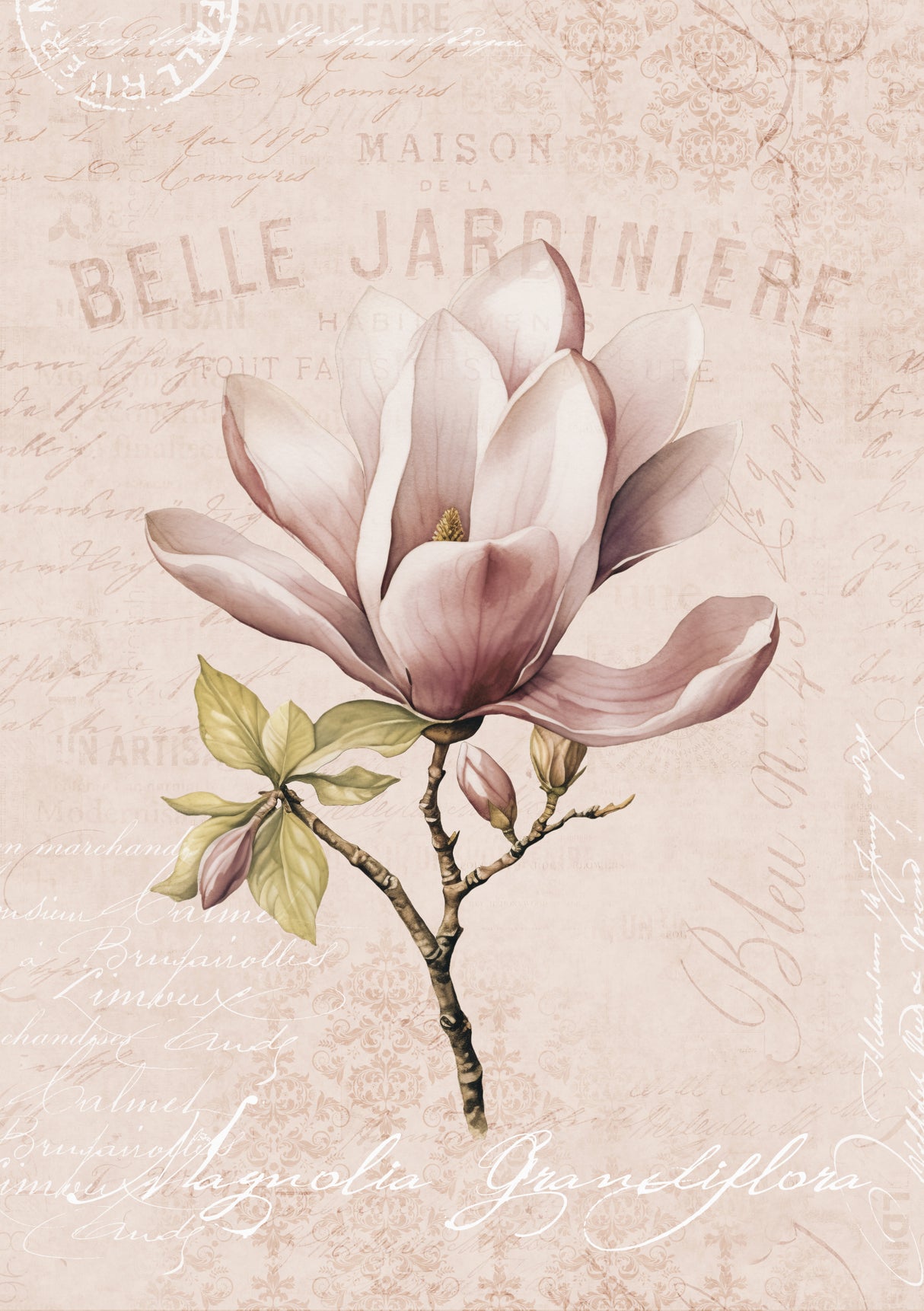 Magnolia Blush No2 Poster och Canvastavla