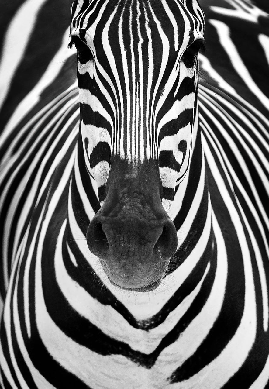 ZEBRA Poster och Canvastavla