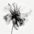 Black Flower Poster och Canvastavla