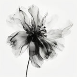 Black Flower Poster och Canvastavla