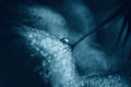 Blue dandelions Poster och Canvastavla