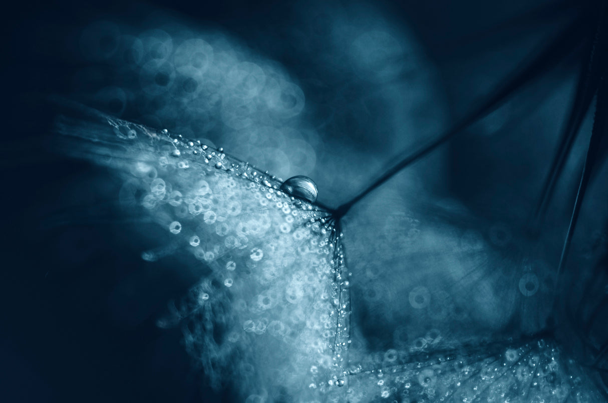 Blue dandelions Poster och Canvastavla