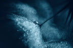 Blue dandelions Poster och Canvastavla