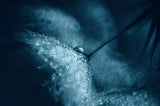 Blue dandelions Poster och Canvastavla