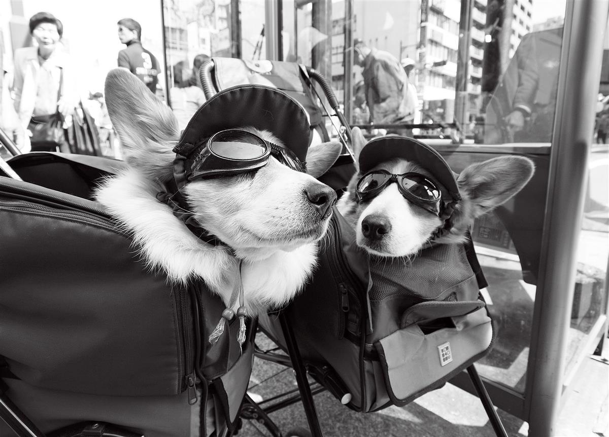 you say [conversation of the corgi] Poster och Canvastavla