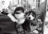you say [conversation of the corgi] Poster och Canvastavla