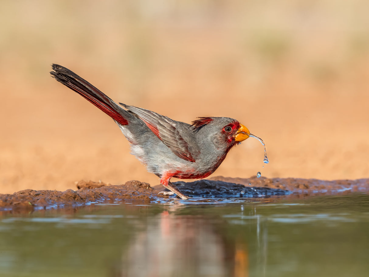 A Thirsty Pyrrhuloxia Poster och Canvastavla