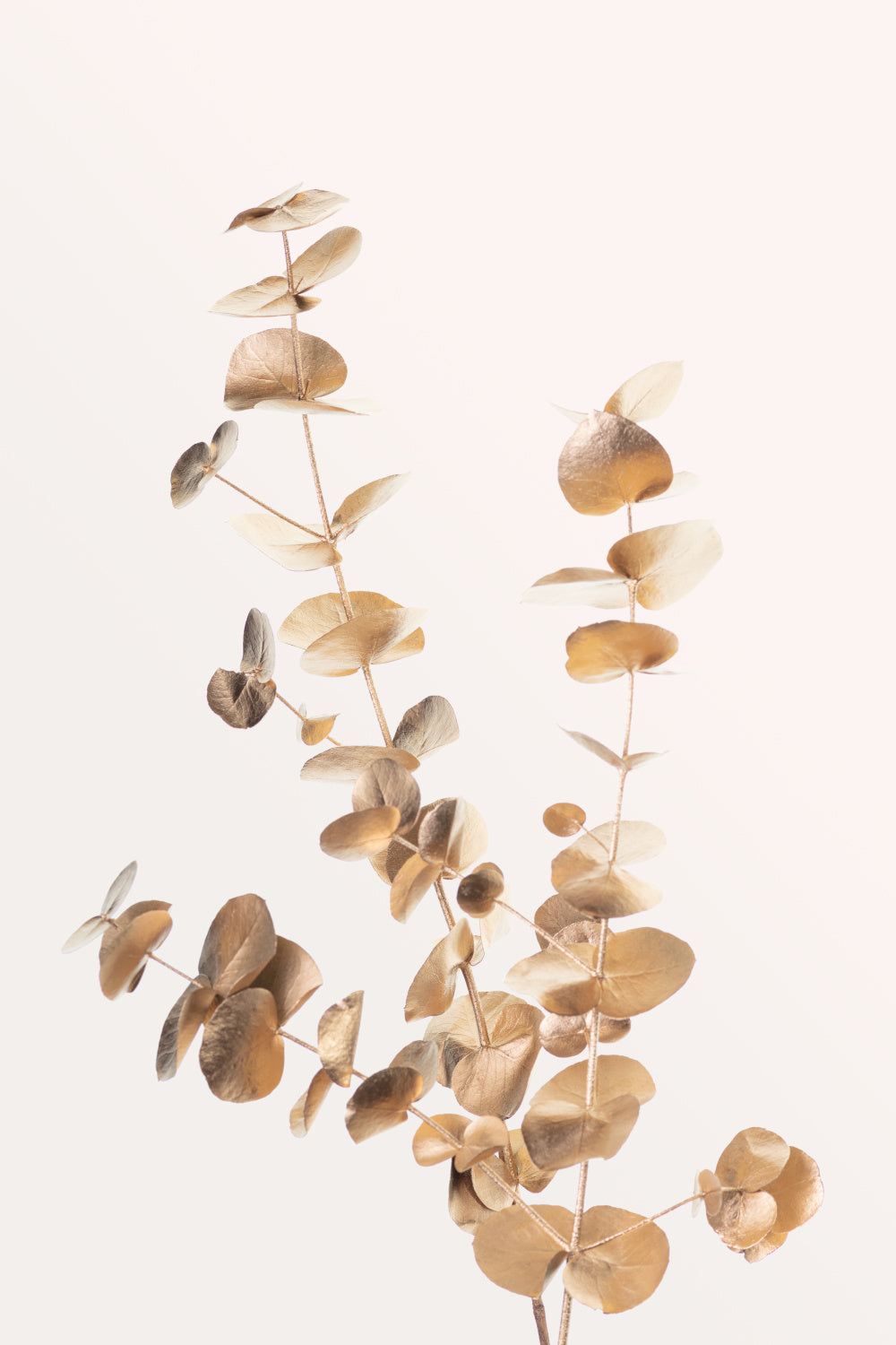 Eucalyptus Gold No 04 Poster och Canvastavla