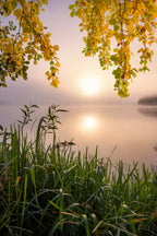 Morning light at the lake Poster och Canvastavla