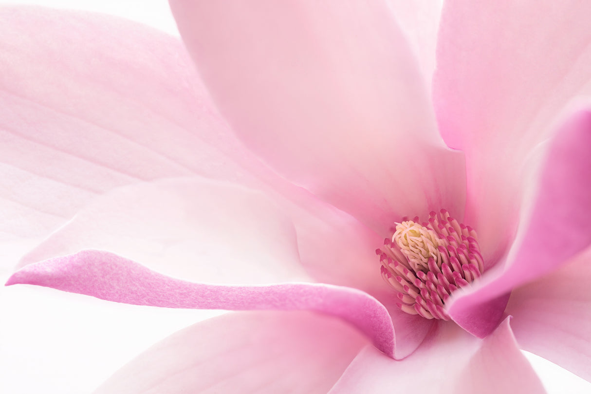 Pink Magnolia Poster och Canvastavla