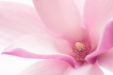 Pink Magnolia Poster och Canvastavla