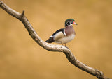 Wood Duck Poster och Canvastavla