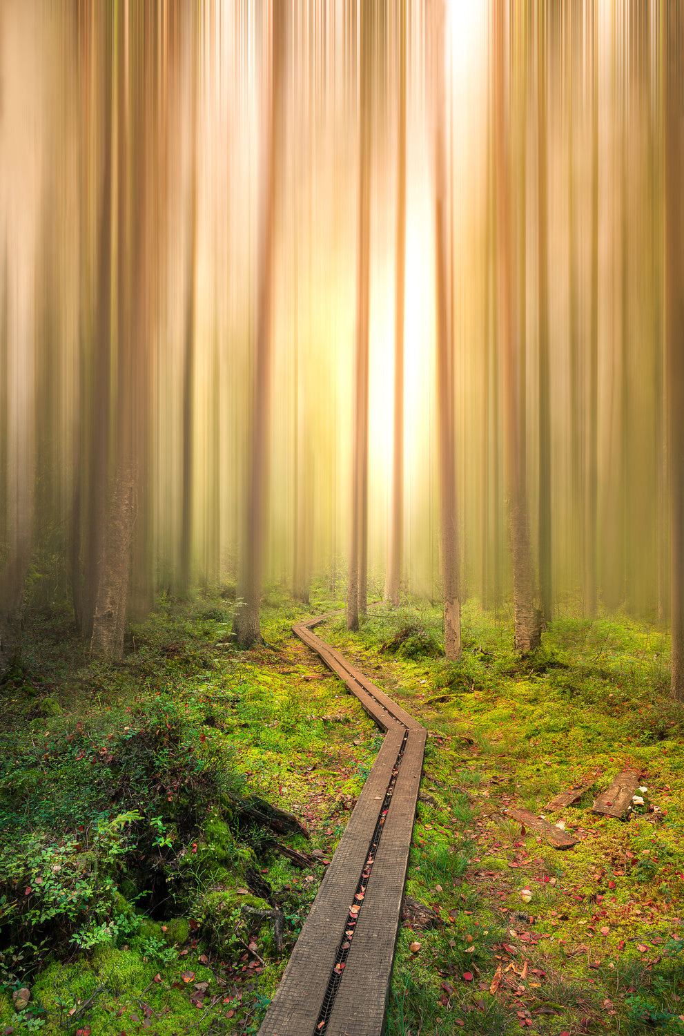 Into the light Poster och Canvastavla