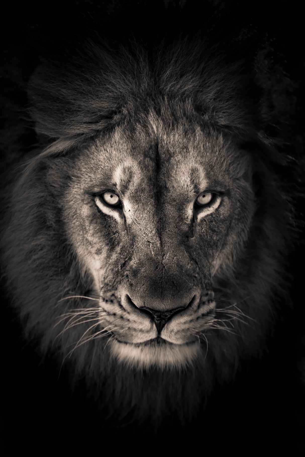 The king Poster och Canvastavla