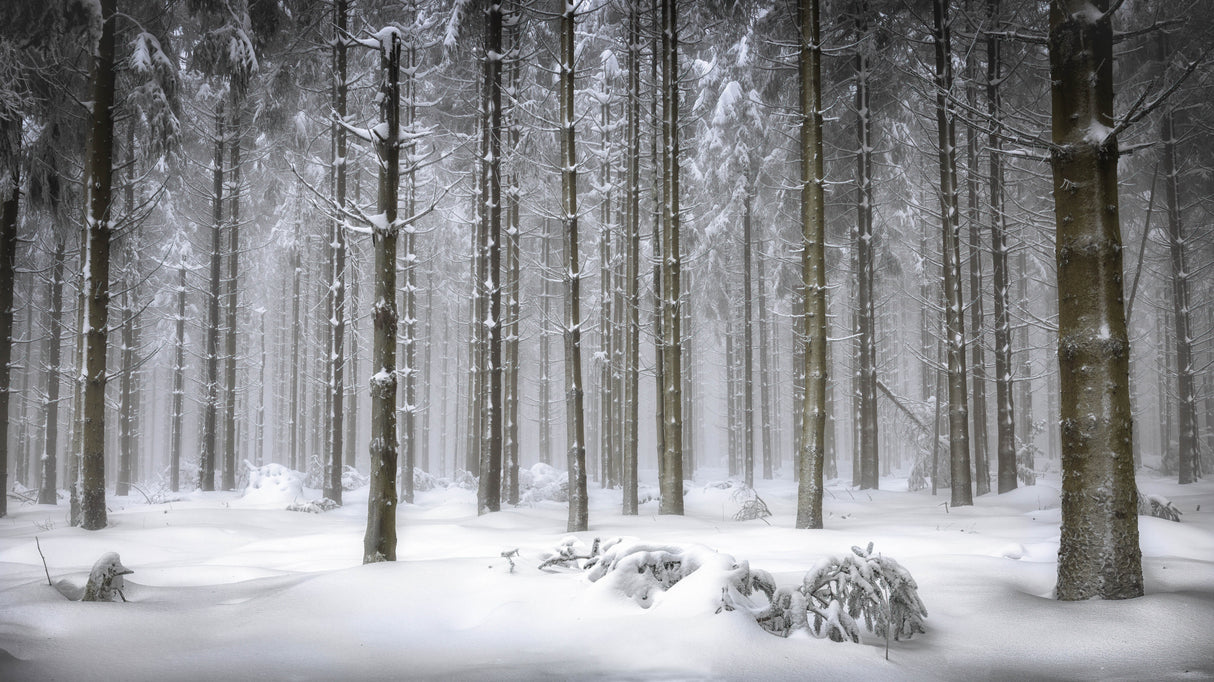 Magical Forest Poster och Canvastavla