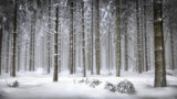 Magical Forest Poster och Canvastavla