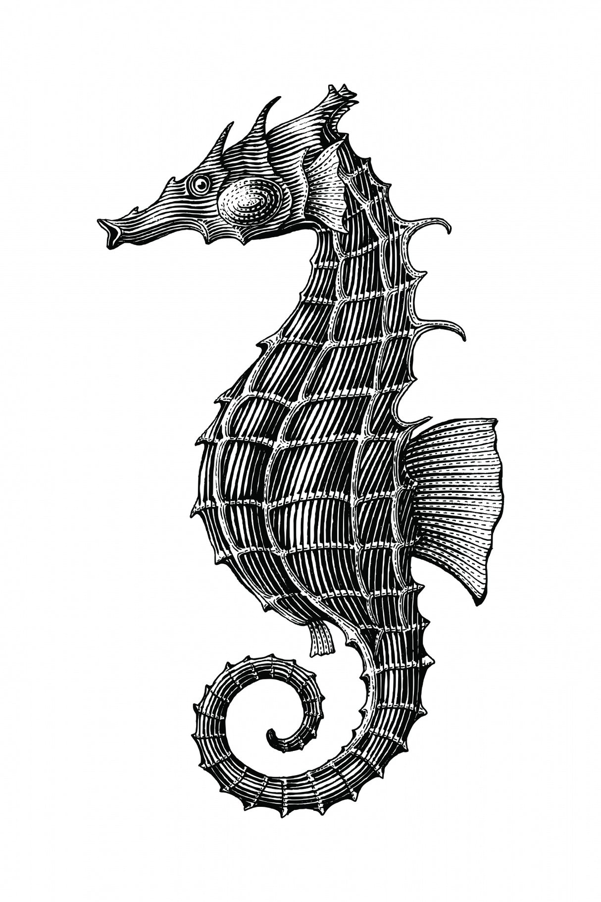 Seahorse Poster och Canvastavla