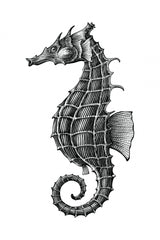 Seahorse Poster och Canvastavla