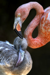 Tender moment Poster och Canvastavla
