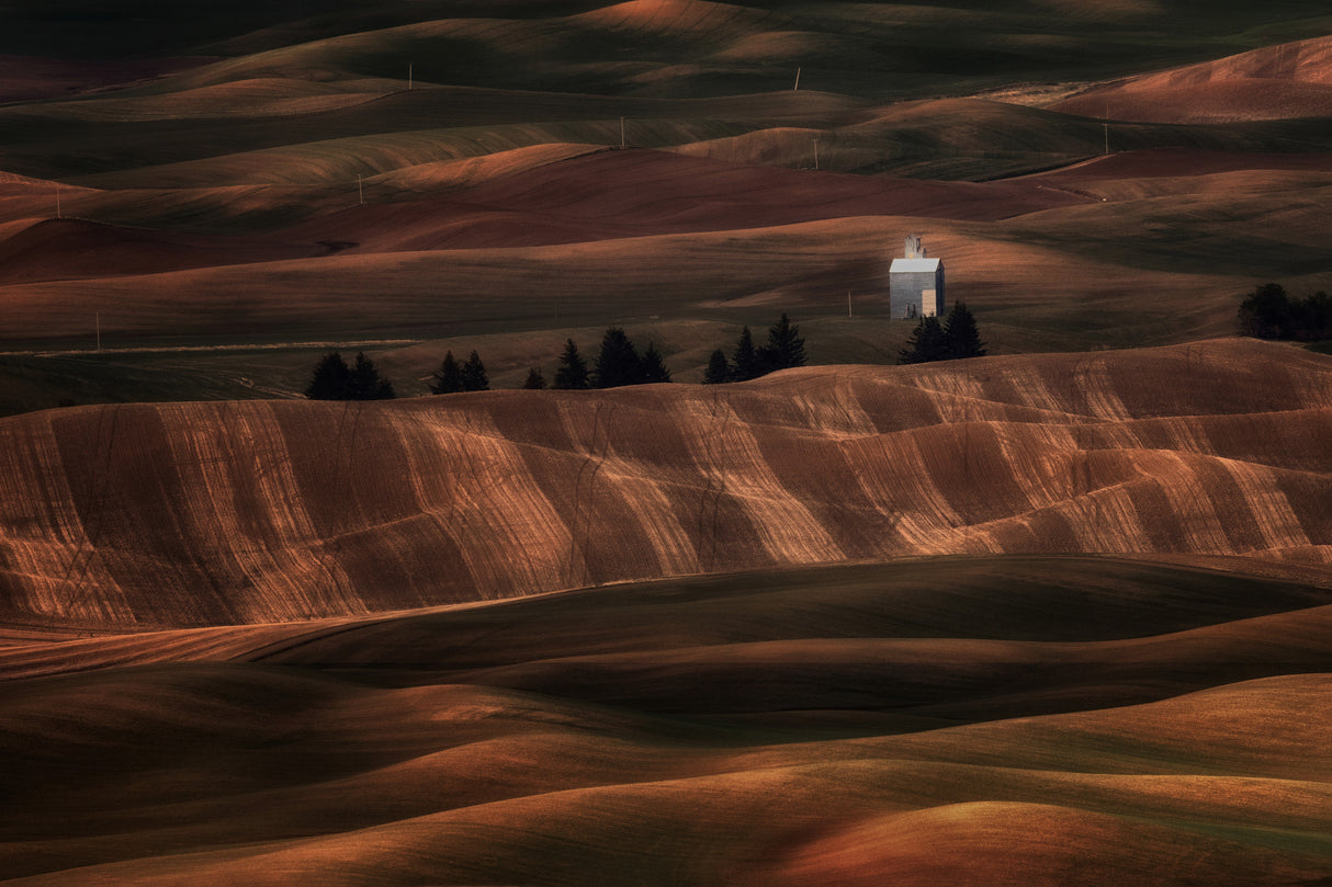 sunset lights over wheat fields Poster och Canvastavla