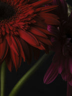 beautiful flowers Poster och Canvastavla