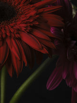 beautiful flowers Poster och Canvastavla