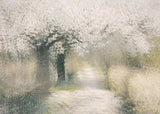 Cherry blossom Poster och Canvastavla