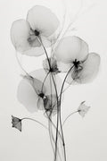 Transparent Botanic No1 Poster och Canvastavla
