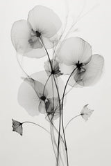 Transparent Botanic No1 Poster och Canvastavla