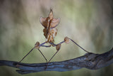 Mantis diabólica Poster och Canvastavla