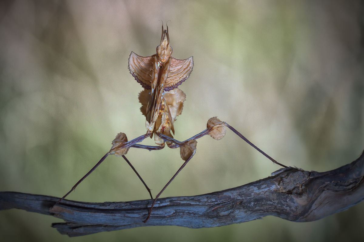 Mantis diabólica Poster och Canvastavla