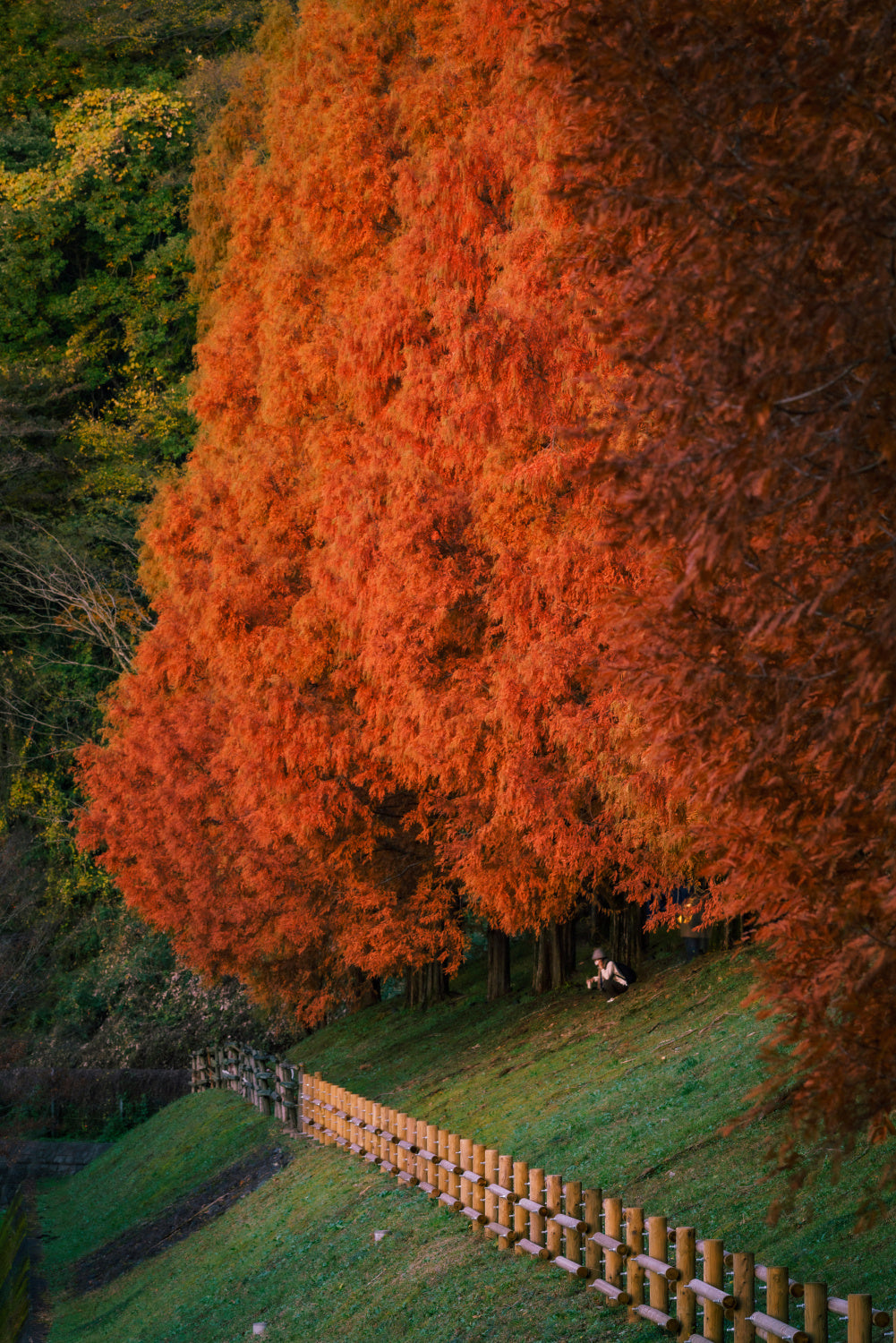 Under Metasequoia Poster och Canvastavla
