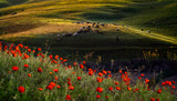 Spring scene of Ili Kazakh Prairies Poster och Canvastavla