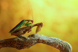 Mantises in love Poster och Canvastavla
